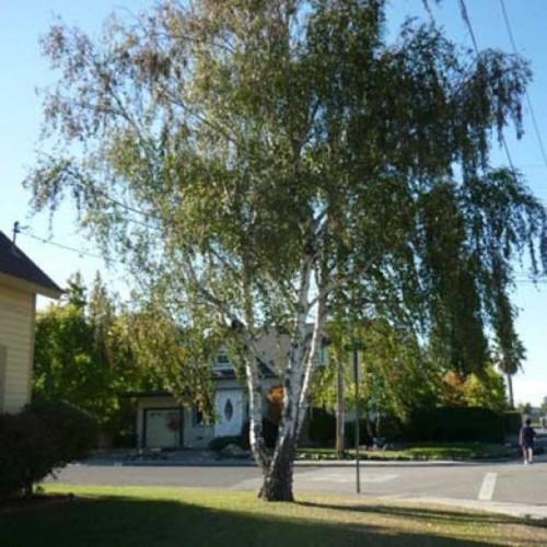 Betula pendula Silver Birch Tree - Potted | ScotPlants Direct